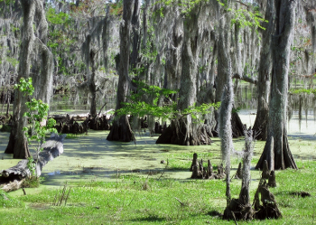 The Swamp